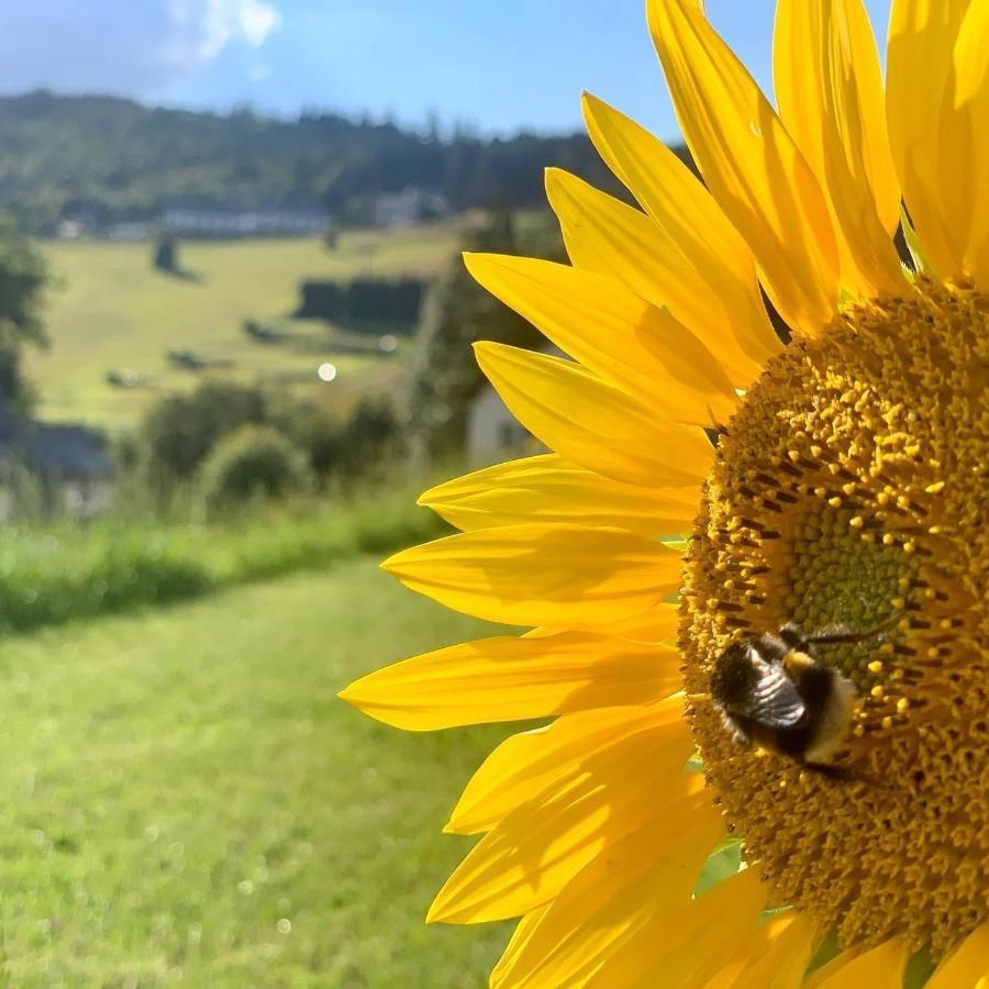 Naturapart Rauszeit Willingen  Exterior foto